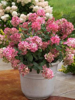 Mini Hortensja bukietowa Gardenlights Redlight obficie kwitnąca (C2)