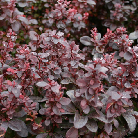 Berberys thunberga Concorde (C1.7)