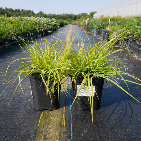 Rozplenica japońska Hameln Gold (P9)