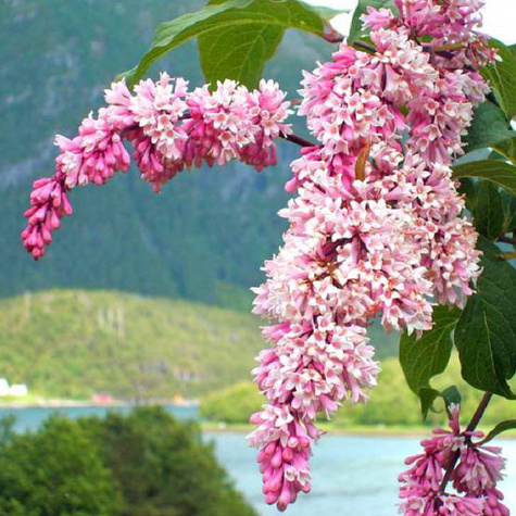 Lilak zwisłokwiatowy zwisający (C1.7)