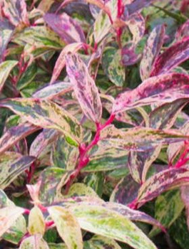 Kiścień Wawrzynowy Rainbow (C2)