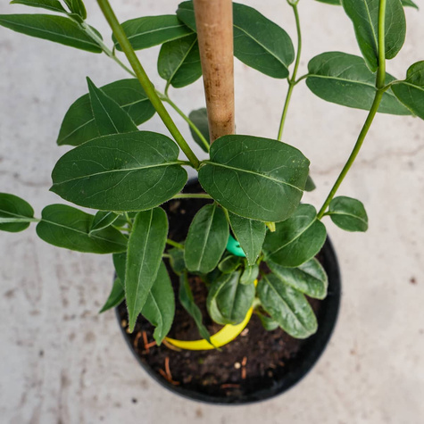 Wiciokrzew Henry'ego P14