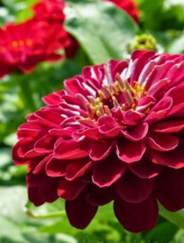 Cynia wytworna daliowa Burgund bordowa 1g