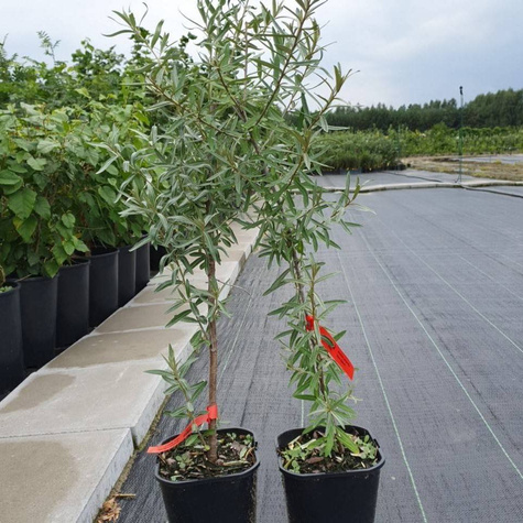 Rokitnik pospolity Złoto Syberii Luchistaja żeńska