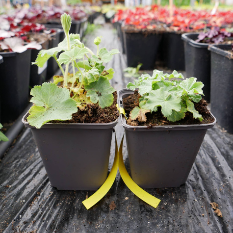 Przywrotnik ostroklapowy Płaszcz Matki Boskiej (P9)