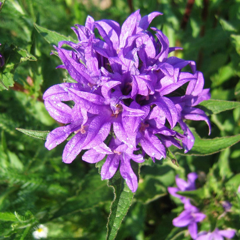 Dzwonek skupiony Superba (C2)