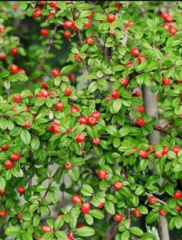 Irga szwedzka Coral Beauty miododajna (C1.7)