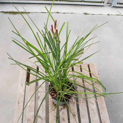 Miskant chiński Kleine Silberspinne (C2)