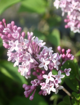 Lilak pospolity Josse powtarzający kwitnienie (C2)