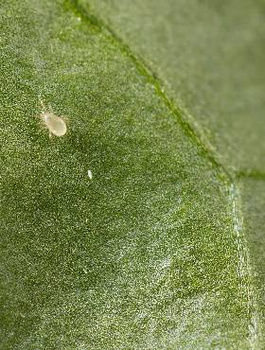 Anso Mite Drapieżny roztocz 125 000