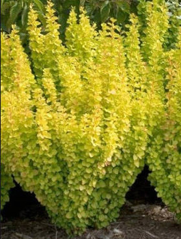 Berberys thunberga Golden Touch (P9)