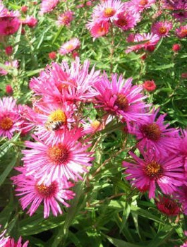 Aster krzaczasty purpurowy (C2)