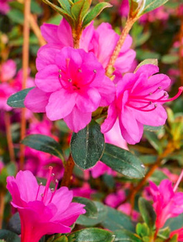 Azalia japońska Amoenum (C2)