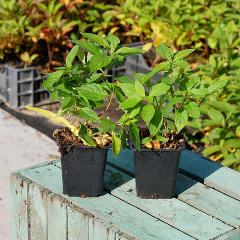 Hortensja bukietowa Little Spooky (P9)