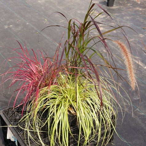 Turzyca oszimska Evergold (C2)