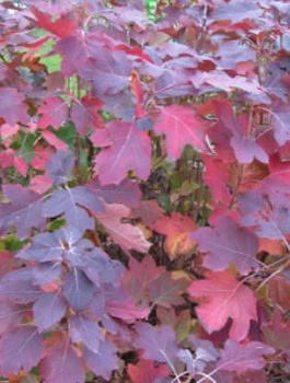 Hortensja dębolistna Burgundy (C2)