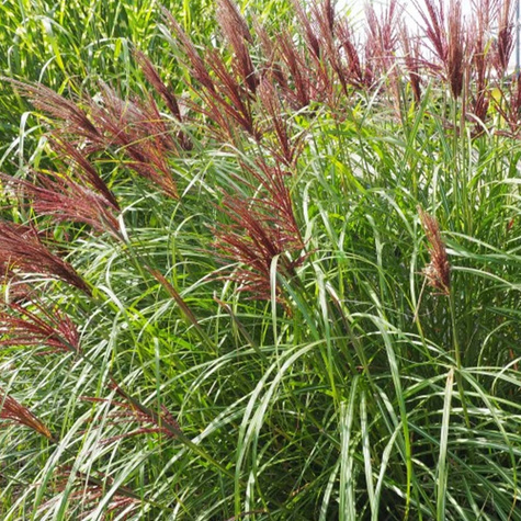 Miskant chiński Red Chief (C2)