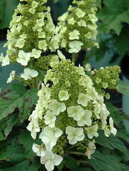 Hortensja Dębolistna (C2)