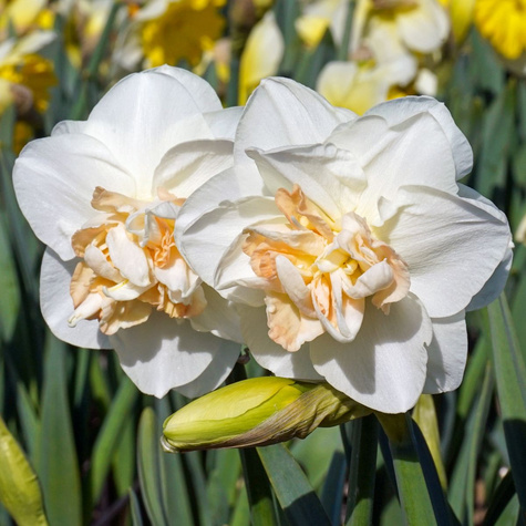 Narcyz Tender Beauty