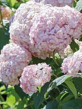 Hortensja krzewiasta Candybella Bubblegum (C2)