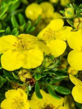 Pięciornik krzewiasty Hahmann’s Gigant (C2)