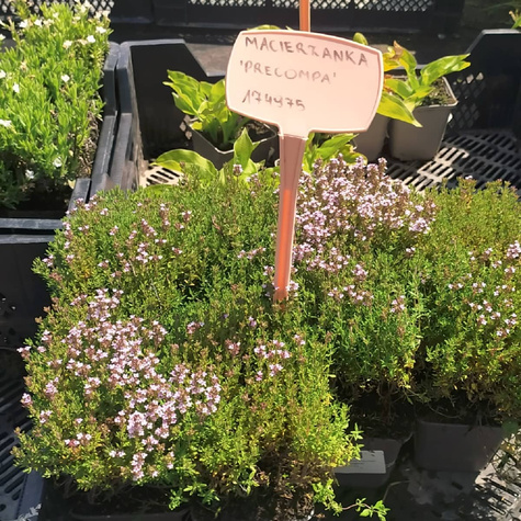 Macierzanka Tymianek Precompa (C2)