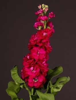 Lewkonia letnia czerwono-wiśniowa 0,5g