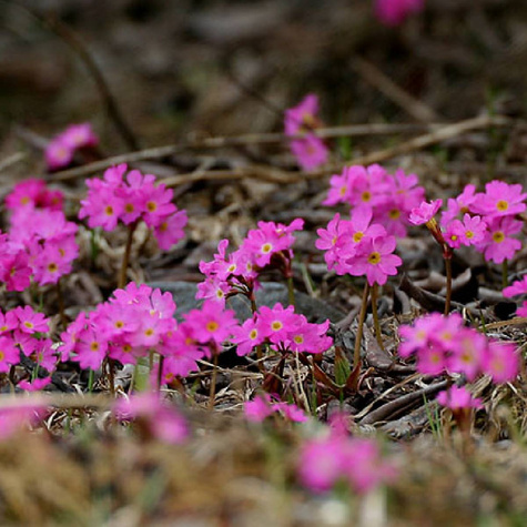 Pierwiosnek różowy (P9)