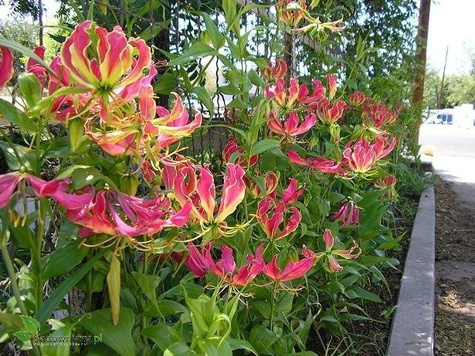 Glorioza Rotszylda Lilia pnąca Lilia chwały czerwono-żółta