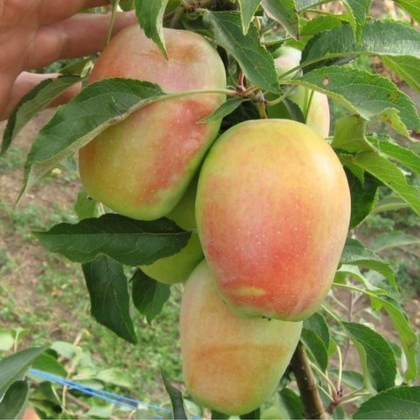 Jabłoń Kandil Sinap Sępka Czubajka Plant Pack