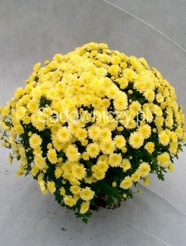 Chryzantema drobnokwiatowa cytrynowa DUŻA DONICA