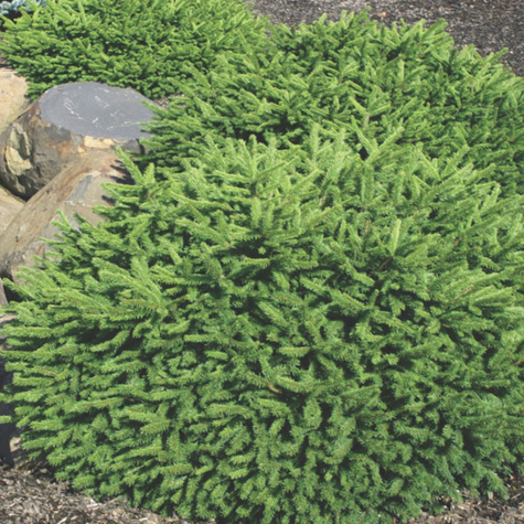 Świerk pospolity Dan’s Dwarf (C2)