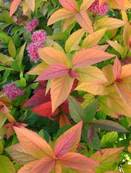 Tawuła japońska Macrophylla (C2)