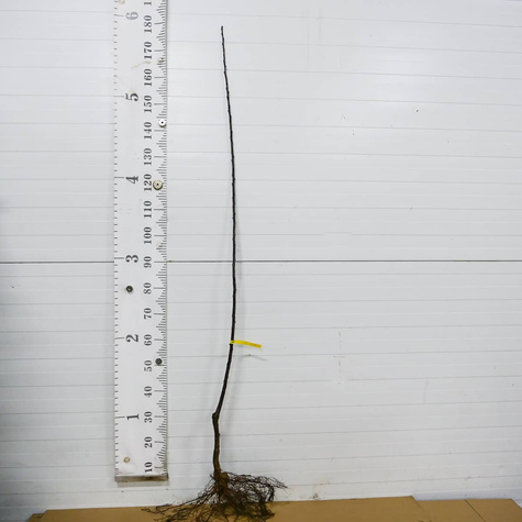 Śliwa Haroma START PACK