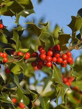 Ostrokrzew kolczasty (C2)