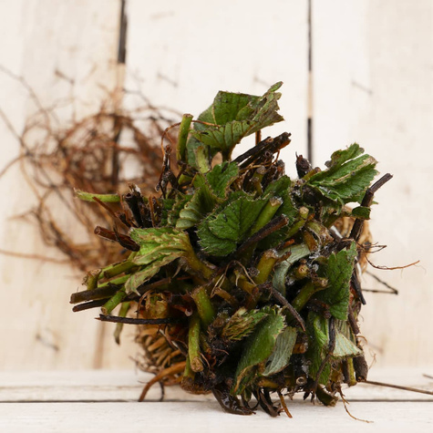 Truskawka KENT śr. wczesna idealna NA NASZ KLIMAT sadzonki truskawek 10 szt