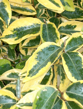 Oliwnik Ebbinga Gilt Egde