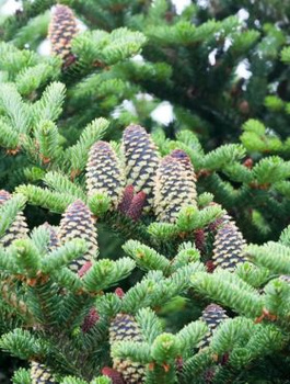 Jodła Fraserii (C2)