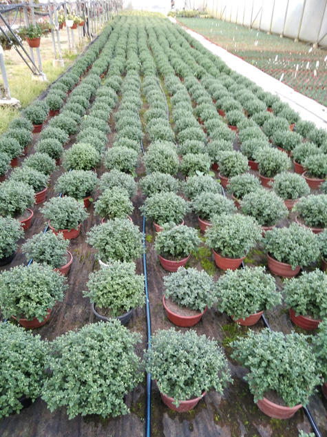 Chryzantema drobnokwiatowa biała DUŻA DONICA