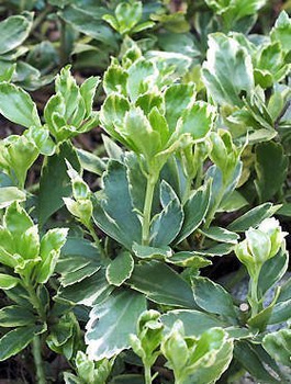 Runianka japońska Silver Edge