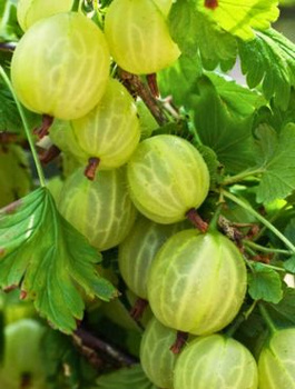 Agrest biały Mucurines Plant Pack