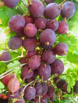 Agrest czerwony Sewierny Kapitan bezkolcowy Plant Pack