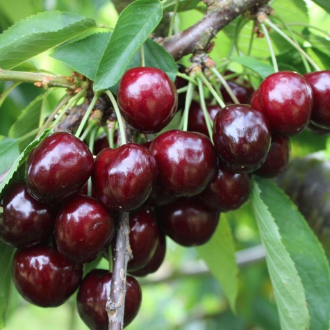 Czereśnia półkarłowa Christiana niezawodna odmiana Plant Pack 