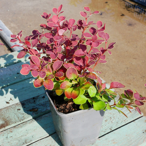 Berberys thunberga Aria (P9)