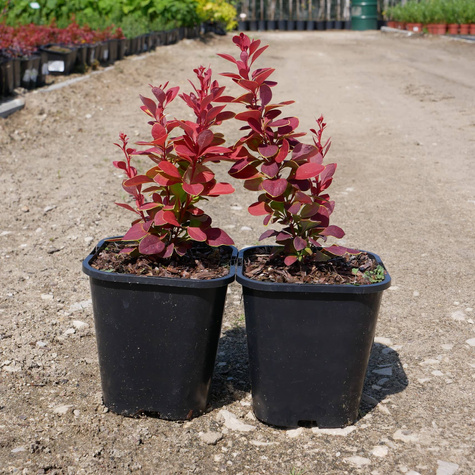 Berberys Thunberga Neon (C2)