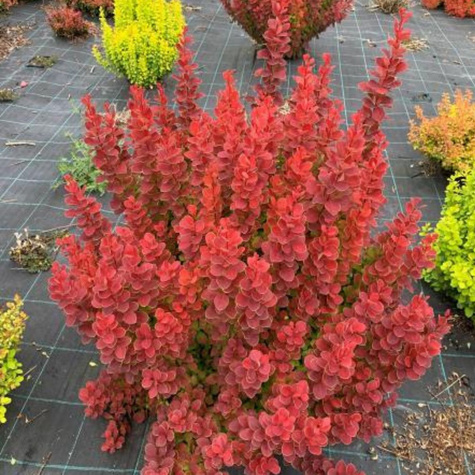 Berberys Thunberga Neon (C2)