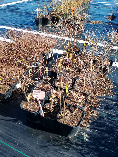 Migdałek biały forma krzewiasta