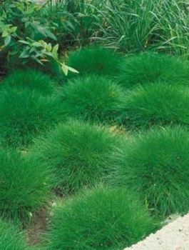 Kostrzewa miotlasta Teddybear niedźwiedzie futro (C2)