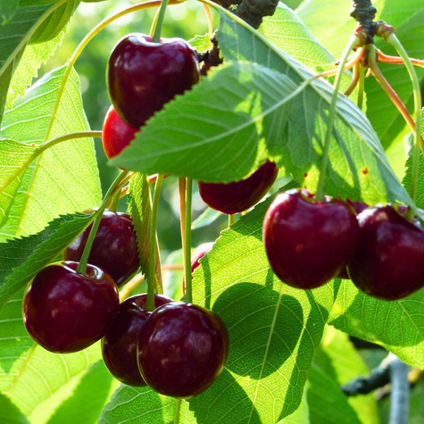 Czereśnia Van Plant Pack 