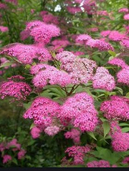 Tawuła japońska Magnum Rose Ellegance (C2)